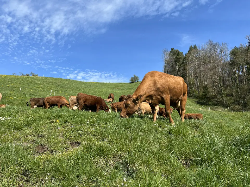 Mutterkühe im Sommer